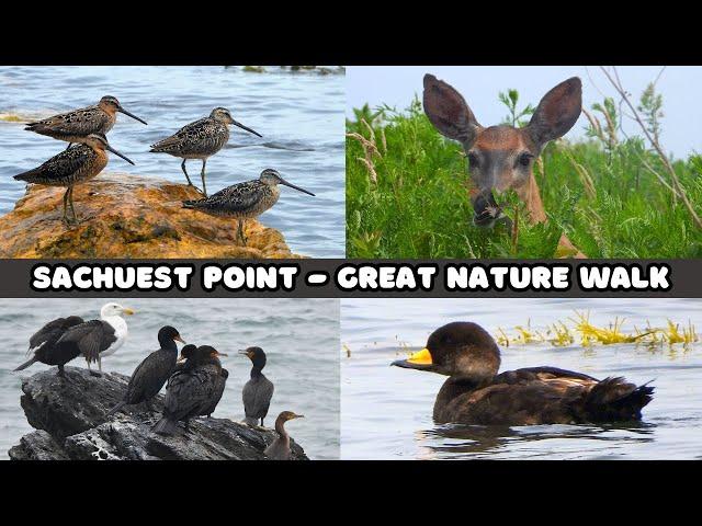 Summer Nature Hike at Sachuest Point Rhode Island - Wildlife and Wildflowers