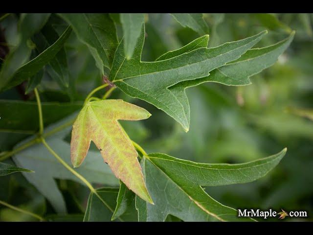 Acer buergerianum 'Sunshine' Golden Trident Maple