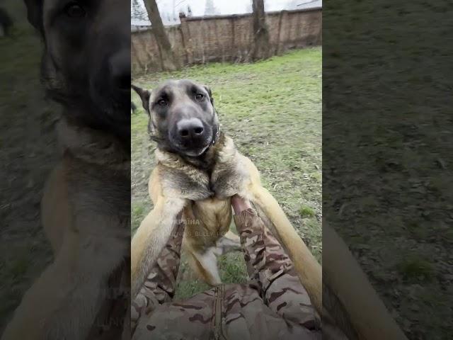 ЦЕ ВІДЕО РОЗРИВАЄ СОЦМЕРЕЖІ! Наші воїни і ТВАРИНИ - ЦЕ ЛЮБОВ
