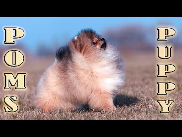 Cute Pomeranian puppies Darikar Jewell 025. #cutepomeranian  #pomeranians