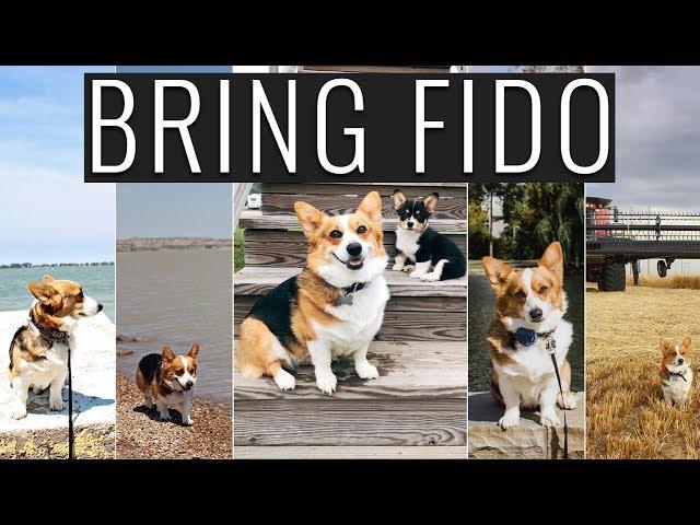 TRAVELING WITH PETS - OUR TIPS AND TRICKS | FULL TIME RV LIVING