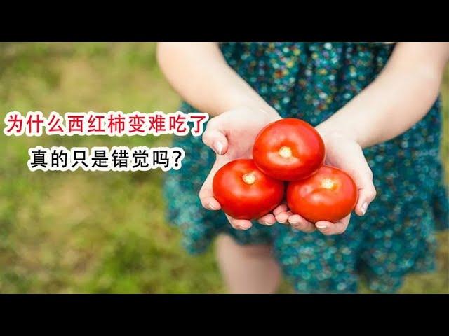 为什么西红柿变难吃了，真的只是错觉吗？看完你就明白了