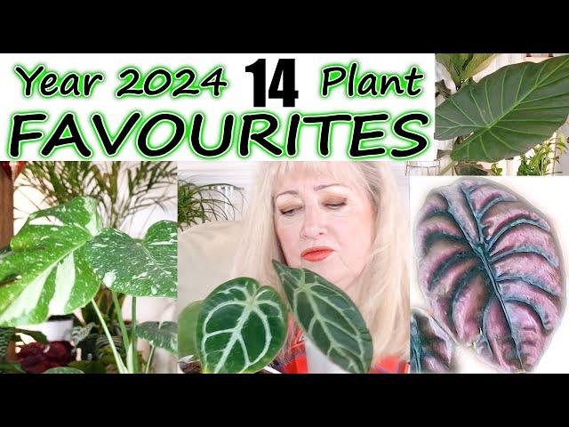 14 Fabulous Plant Favorites | Year End Favorite Houseplants of 2024