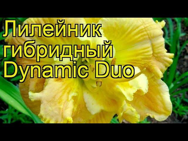 Лилейник гибридный Динамик Дуо. Краткий обзор, описание характеристик hemerocallis Dynamic Duo