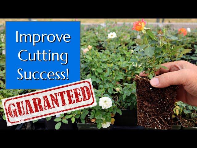 This One Thing Will Improve Your Cuttings Success