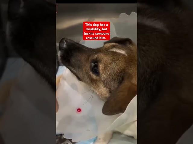 This dog has a disability, but luckily someone rescued him. #dog #disability