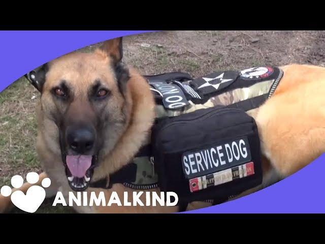 Watch service dog calm war vet's PTSD reaction