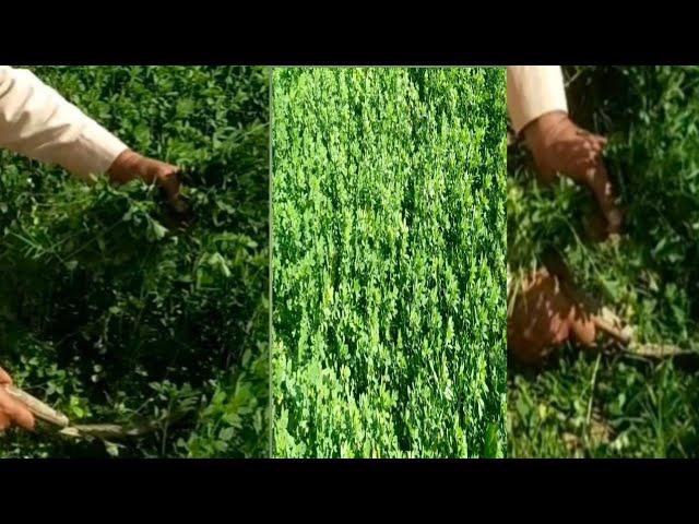 How to make grass cutter at land /grass cutting ideas / for animals