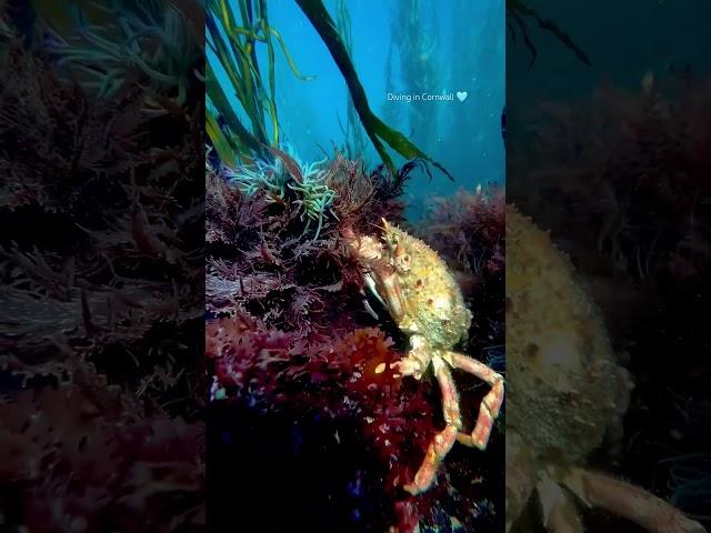 Spider crab in Cornwall! #cornwall #cornishcoast #cornwalluk #freediving #ukdiving #spidercrab #crab