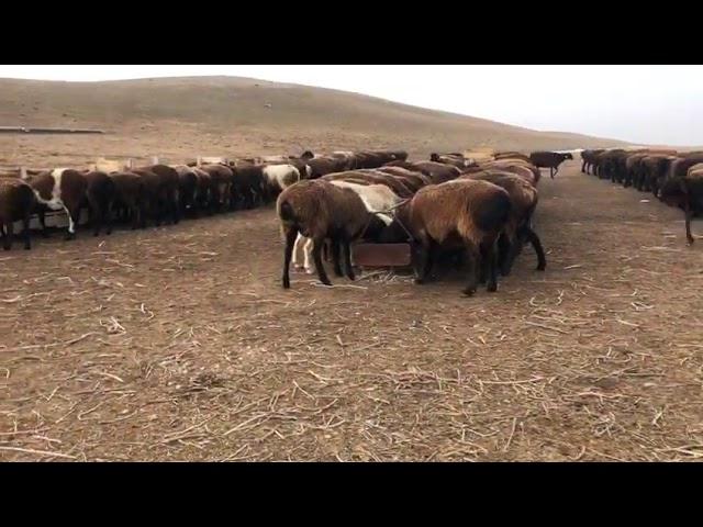 Овцеводство в Казахстане 2020