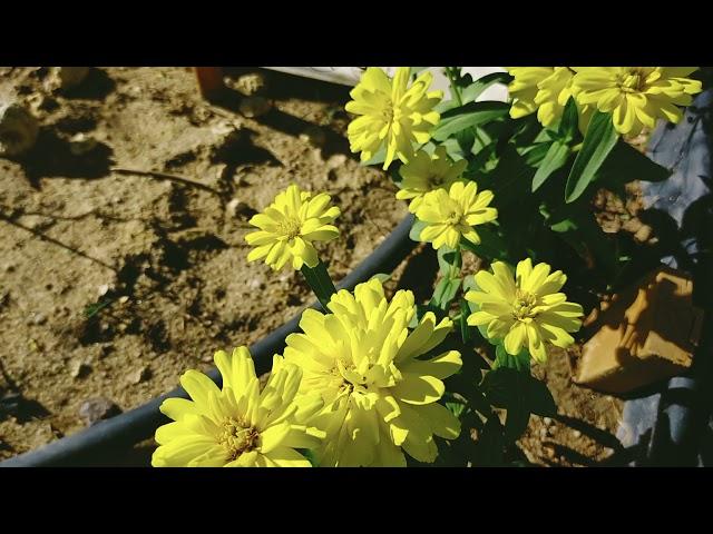 yellow zinnia Flower