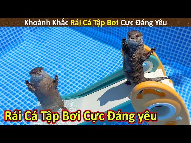 Bún Phở Review Khoảnh Khắc Rái Cá Tập Bơi Cực Thú Vị Và Đáng Yêu || Review Giải Trí Đời Sống