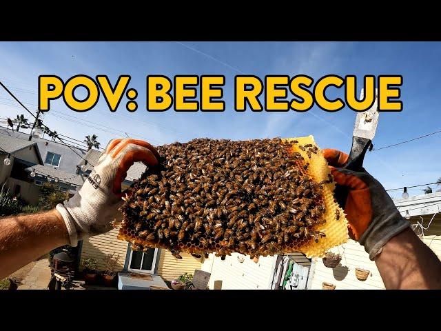 POV Saving 30,000 Bees Without a Bee Suit!