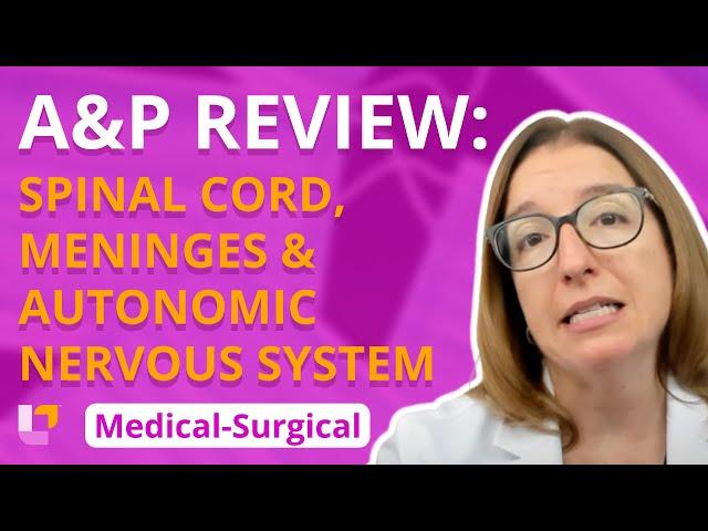 A&P Review: Spinal Cord, Meninges & ANS - Medical-Surgical - Nervous System | @LevelUpRN