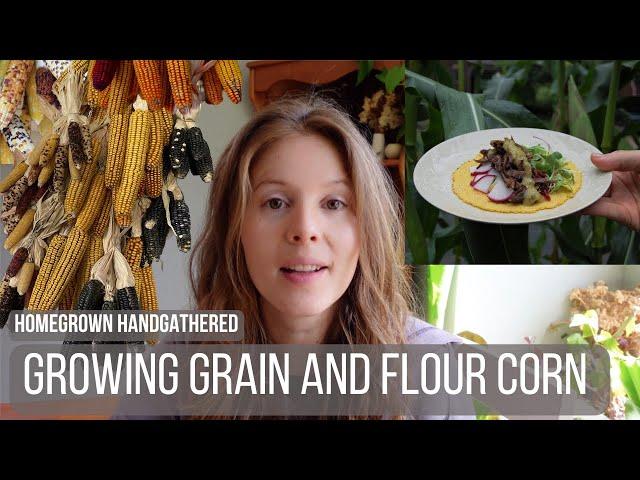 Growing Grain and Flour Corn (Planting to Harvest)