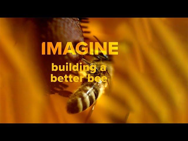 Building A Better Bee  #shorts