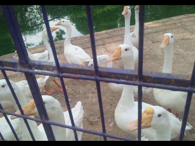 Meeting with talking ducks in Karachi Zoo| Karachi BIENNALE Trust| Talking Ducks|