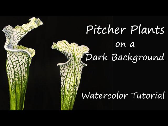 Painting a Dark Background in Watercolour - Pitcher Plants