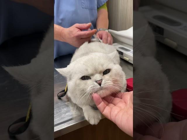 Big British cat got vaccination