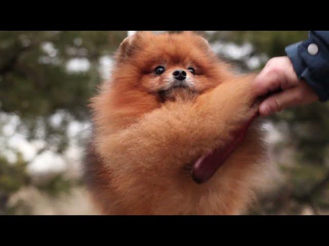 Pomeranian dog Darikar You Can Win Everyone. #cutepomeranian #pomeranian #pomeranians