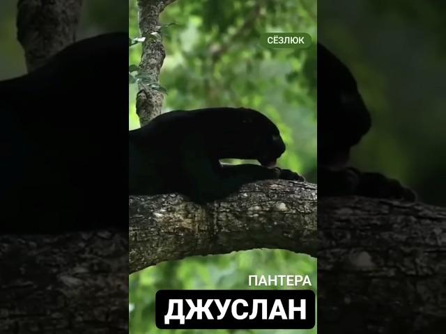 Пантеру на Карачаево-Балкарском языке называют "Джуслан".