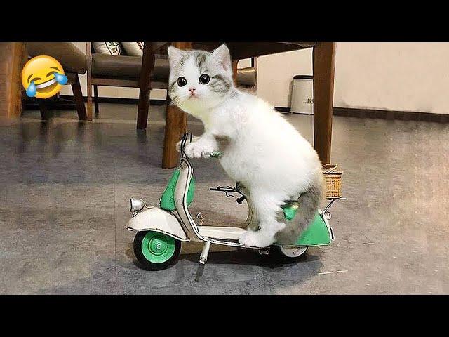 Funniest Animals 2023  Best Funny Cats and Dogs Videos  Part 15