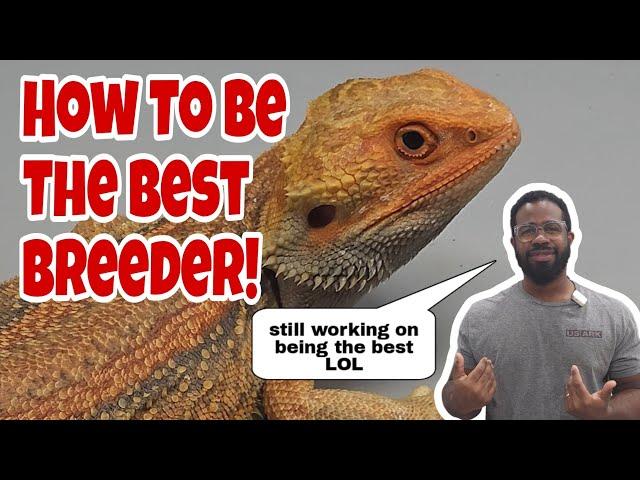 10 Things You Need To Know In 2025 Before Breeding Bearded Dragons