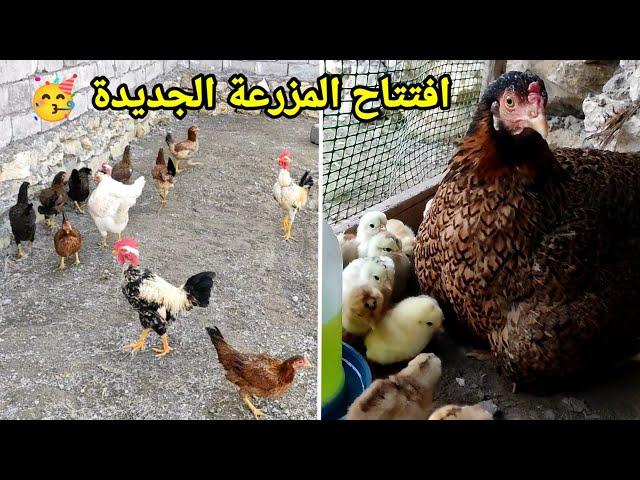 نقلت الدجاج للمزرعة الجديدة + فقست الأماية وبناتهة