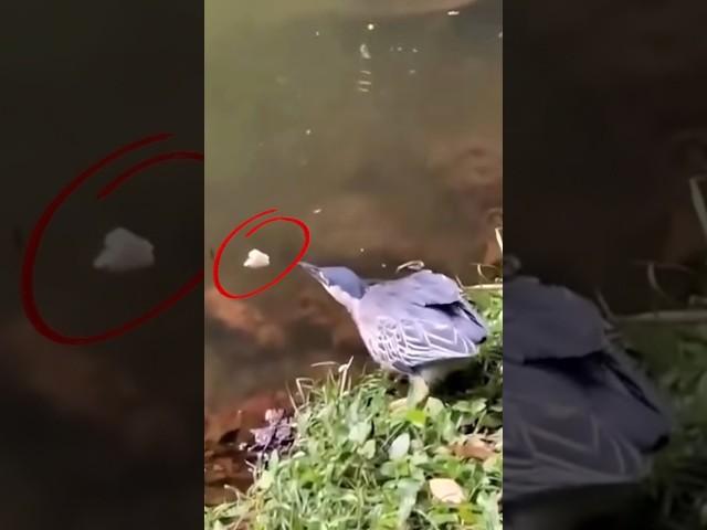 طائر من عالم تاني 🫡