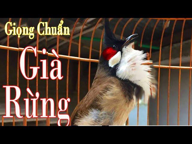 Luyện Giọng VÍP Cho Chào Mào Má Trắng,- Kích Bổi Đấu Ché - Chào Mào Non Dễ Học - Giọng Hay.chao mao