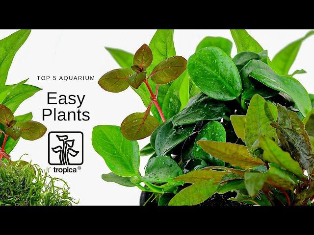 Top 5 Easy Aquarium Plants