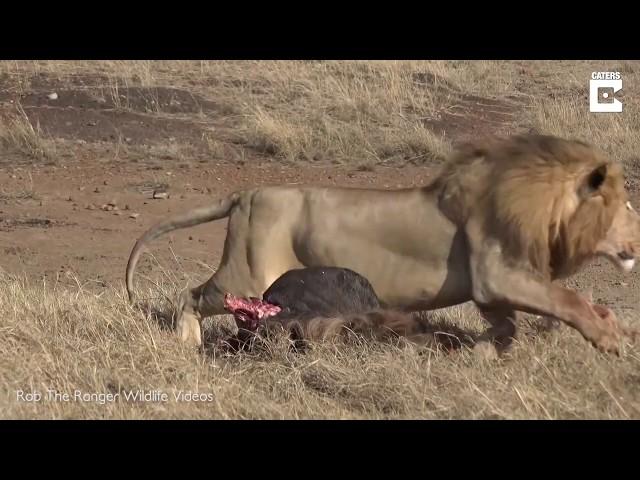 Lion Breaks Spine of Another Lion