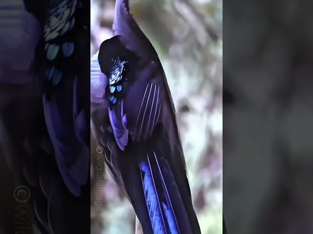 Black Sickle Billed Windbird