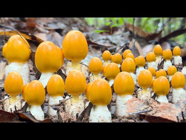 โพนบิน!! เก็บเห็ดเห็ดระโงก เห็ดจูคู เห็ดผึ้งรวม โซนคนมองข้าม ออกเยอะมาก ป่าดงมี่ 22/09/67