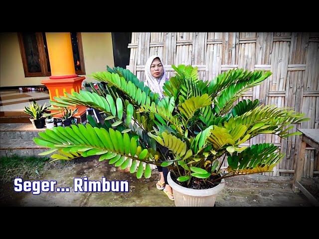 Sedia Tanhis Cantik2 Glowing Rimbun Mumer