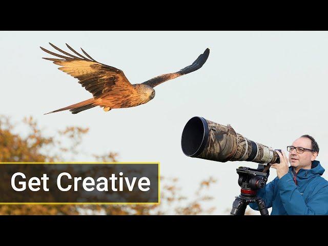 How to Photograph Red Kites Like a Pro: Creative Flight Photography Tips