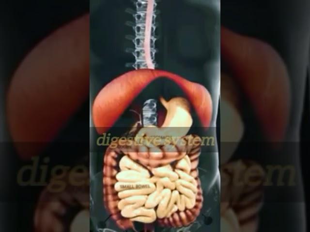 Digestion Unveiled: How Long Does It Take for Your Body to Process Food?"