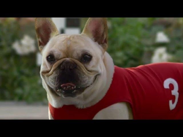 10 Funny Dog Commercials