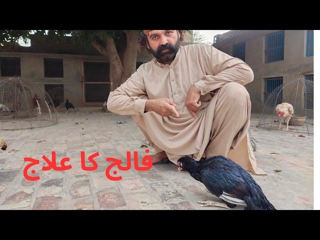 How to cure Paralysis in Aseel chickens