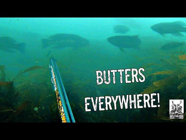 Butterfish Boil-up?! | Kaikoura Spearfishing 2020 | HUGE pod of Dusky Dolphins