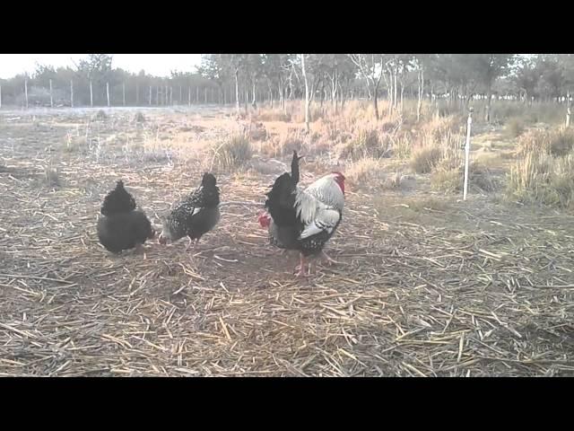 GALLOS Y GALLINAS SILVER LANCED WYANDOTTE LINEA AMERICANA