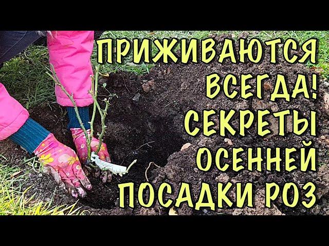 ХОТИТЕ чтобы РОЗЫ НЕ ПОГИБЛИ? Посадите ИХ ТАК! Посадка РОЗ ОСЕНЬЮ! ПОДРОБНАЯ ИНСТРУКЦИЯ для НОВИЧКОВ