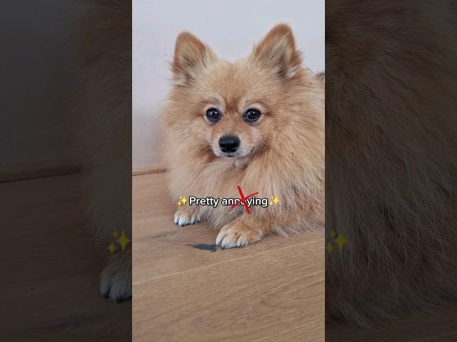 Puppy's reaction to compliment  #shorts #dog #pomeranian