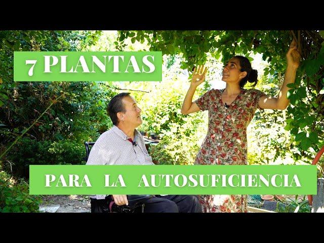 Plantas 🪴 COMESTIBLES y MEDICINALES