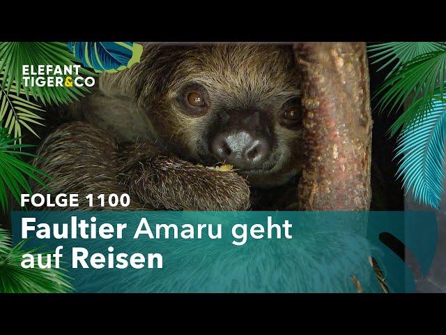 Faultier Nachwuchs verlässt den Zoo Leipzig (Folge 1100) | Elefant, Tiger & Co. | MDR