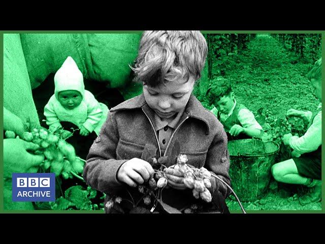 1948: The Whole Family go HOP PICKING in Kent | Newsreel | Classic Clips | BBC Archive