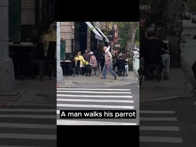 A man walks his parrot / Un hombre pasea a su loro