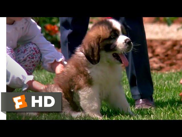 Beethoven (1992) - Big Puppy, Big Dog Scene (3/10) | Movieclips