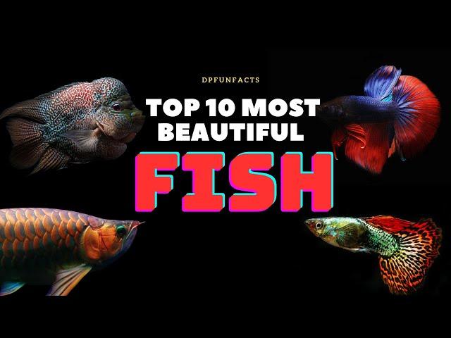 Top 10 Most Beautiful Freshwater Fish Species | DPFunFacts #DPFunFacts