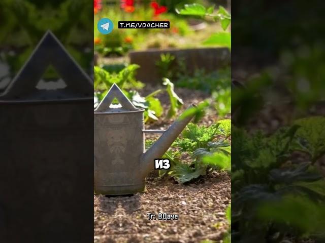 Популярное, универсальное средство Байкал и его преимущества #дача #огород #сад